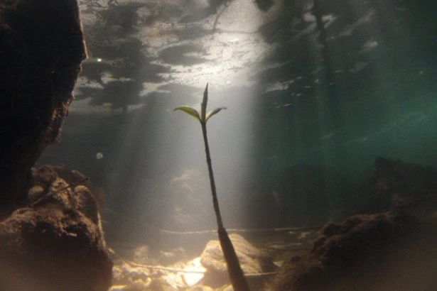 We also look at the mangrove habitat during Marine Academy